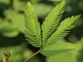 sensitive mimosa pudica leaf