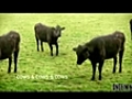 Surreal bovine choreography