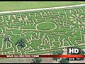 &#039;A-mazing&#039; creation sprouts up in corn field