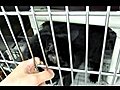 ADOPT ME! Roly the Extra Sweet FIV+ Kitty (C-39208)