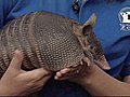 Armadillo stops by NECN studios