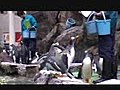 マリンピア松島水族館のペンギン達