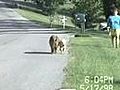 A Dog Walking His Dog