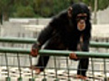 Sanctuary cares for abused chimps