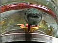 hummingbird buttcam