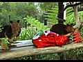 Zoo Animals Celebrate Early Christmas