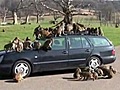 Monkeys trash car in UK safari park