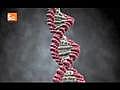 Creating Synthetic Life: Manmade DNA