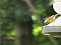 hummingbird ousts a hornet from the feeder