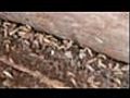 Termites installée dans une maison
