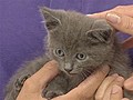 Rescued kitten awaits adoption