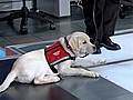 Wounded vets get canine caretakers