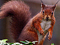 Cash boost to save red squirrels on Anglesey