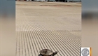 Turtles delay flights at JFK Airport