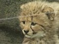 Tokyo zoo shows off newborn cheetah cubs