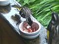 White-cheeked honeyeaters and wrens feeding frenzy Berry Farm Cottage Cafe Rosa Glen Margaret River WA