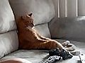 Cat Watching Slayer