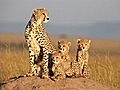 African Cats: Kingdom Of Courage