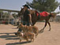 Cesar and the Horse Whisperer