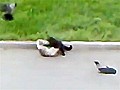 Mee-wow! Crows cheer on cat brawl