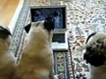 Pugs Watch the TV on Show and Take Photo on Notebook