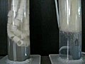 バイコムバフィーのバクテリア吸着実験