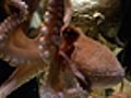 Predicting Octopus Honoured