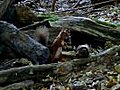 Red Squirrel on Brownsea Island