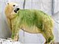 Raw Video: GreenColored Polar Bears