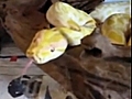 Drug bust uncovers rare albino python &#039;guarding&#039; cocaine