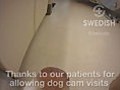 Dog Cam #14 Swedish/Edmonds Therapy Pup