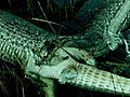 Swamp Wars: Alligator vs. Python