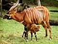 Bongo calf healthy