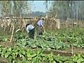 Supporting Market Gardeners in Argentina
