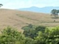 Colheita do milho para por causa da chuva em Minas Gerais