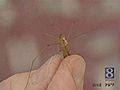 Wild Moments: Crane Fly Harmless Mosquito Look-Alike