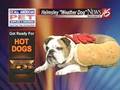 Helmsley the weather dog: Who is ready for a hot dog?