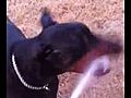 Dog biting water hose