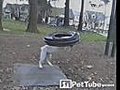 Bulldog on the Tire Swing