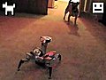 Robot versus puppy