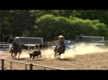 Lady-Good looking Bay Heeling Horse and Calf Horse Prospect