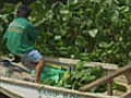 Harvesting water lilies into cash