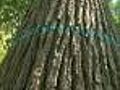 180 Trees To Be Chopped Down In Naperville