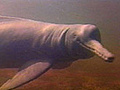 Pink River Dolphins