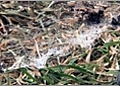 How to Identify and Treat Snow Mold