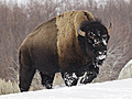 OR Tribes Resume Buffalo Hunting after 100 years