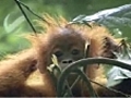 L&#039;éducation d’un bébé orang-outan