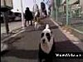 Panda Dog