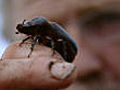 Rhino beetle