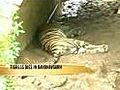 Tigress killed,  3 cubs missing